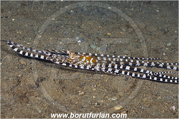 Ambon, Indonesia, Wunderpus photogenicus, Wunderpus, Octopodidae, Cephalopoda, Mollusca, Mollusc, Wunderpus Octopus, Octopus