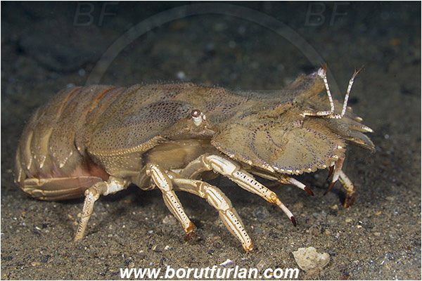 Ambon, Indonesia, Scyllarides tridacnophaga, Scyllarides, Scyllaridae, Decapoda, Claimkiller Slipper Lobster, Lobster, Crustacea, Crustacean