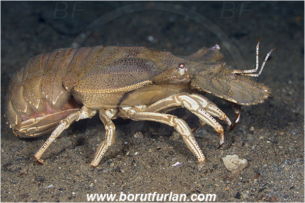 Ambon, Indonesia, Scyllarides tridacnophaga, Scyllarides, Scyllaridae, Decapoda, Claimkiller Slipper Lobster, Lobster, Crustacea, Crustacean