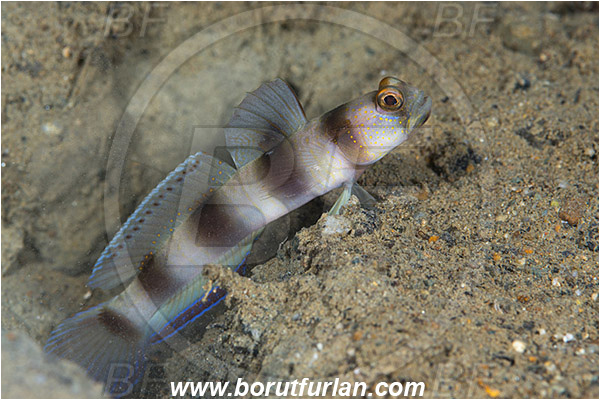 Ambon, Indonesia, Amblyeleotris fontanesii, Amblyeleotris, Gobiidae, Giant prawn-goby, Goby, Fish