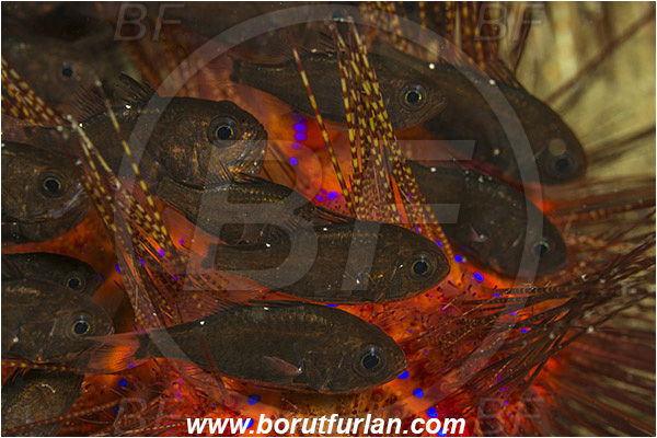 Ambon, Indonesia, Siphamia tubifer, Siphamia, Apogonidae, Tubifer carnidalfish, Cardinalfish, Fish