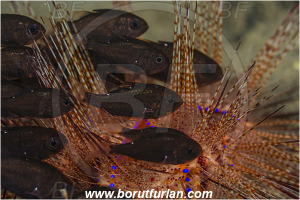 Ambon, Indonesia, Siphamia tubifer, Siphamia, Apogonidae, Tubifer carnidalfish, Cardinalfish, Fish