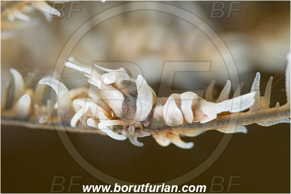 Ambon, Indonesia, Dasycaris zanzibarica, Dasycaris, Palaemonidae, Decapoda, Crustacea, Crustacean, Zanzibar Whip Coral Shrimp, Shrimp