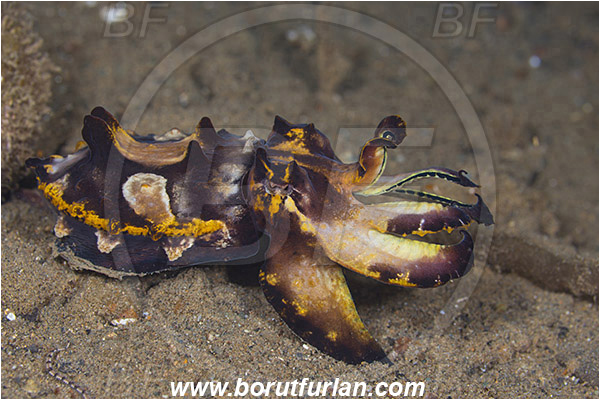 Ambon, Indonesia, Metasepia pfefferi, Metasepia, Sepiidae, Cephalopoda, Mollusca, Mollusc, Pfeffer