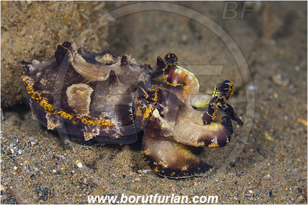 Ambon, Indonesia, Metasepia pfefferi, Metasepia, Sepiidae, Cephalopoda, Mollusca, Mollusc, Pfeffer