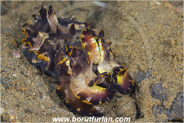 Ambon, Indonesia, Metasepia pfefferi, Metasepia, Sepiidae, Cephalopoda, Mollusca, Mollusc, Pfeffer
