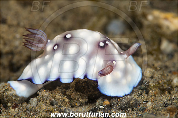 Ambon, Indonesia, Goniobranchus geometricus, Goniobranchus, Chromodorididae, Geometric Nudibranch, Nudibranch, Sea slug, Gastropoda, Mollusca, Mollusc