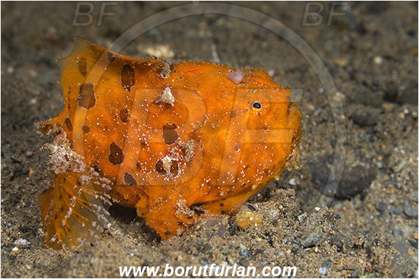 Ambon, Indonesia, Antennarius pictus, Antennarius, Antennariidae, Painted frogfish, Frogfish, Fish