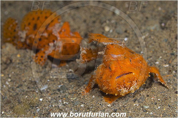 Ambon, Indonesia, Antennarius pictus, Antennarius, Antennariidae, Painted frogfish, Frogfish, Fish