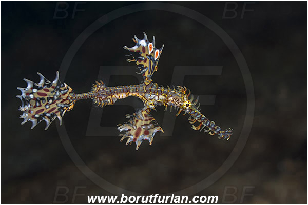 Ambon, Indonesia, Solenostomus paradoxus, Solenostomus, Solenostomidae, Harlequin Ghost Pipefish, Ornate Ghost Pipefish, Fish