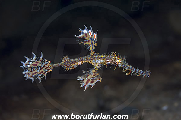 Ambon, Indonesia, Solenostomus paradoxus, Solenostomus, Solenostomidae, Harlequin Ghost Pipefish, Ornate Ghost Pipefish, Fish