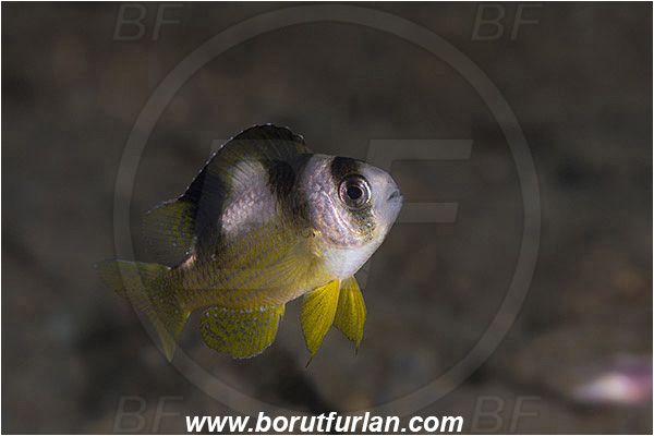 Ambon, Indonesia, Gymnocranius sp., Gymnocranius, Lethrinidae, Emperor, Fish, Juvenile