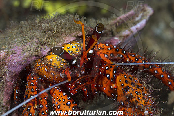 Ambon, Indonesia, Dardanus megistos, Dardanus, Diogenidae, Crustacea, Crustacean, Spotted orange hermit crab, Hermit Crab, Crab, Portrait
