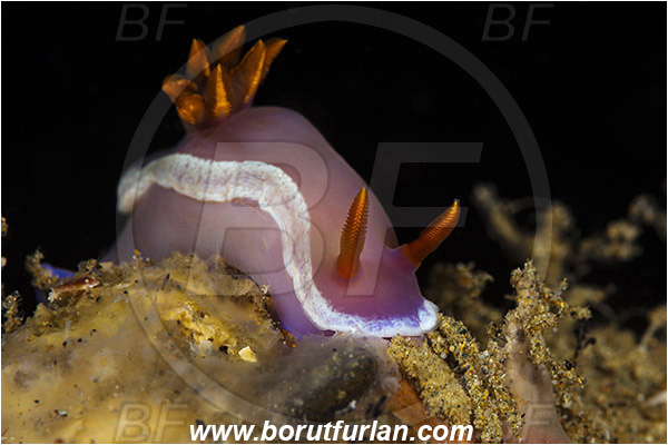 Ambon, Indonesia, Hypselodoris bullockii, Hypselodoris, Chromodoridoidea, Purple Nudibranch, Nudibranch, Sea slug, Gastropoda, Mollusca, Mollusc