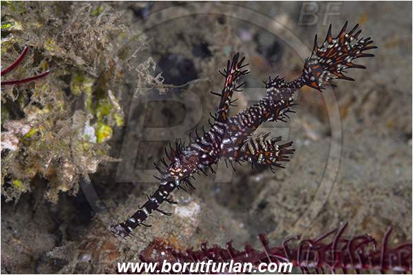 Ambon, Indonesia, Solenostomus paradoxus, Solenostomus, Solenostomidae, Harlequin Ghost Pipefish, Ornate Ghost Pipefish, Fish