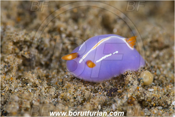 Ambon, Indonesia, Hypselodoris bullockii, Hypselodoris, Chromodoridoidea, Purple Nudibranch, Nudibranch, Sea slug, Gastropoda, Mollusca, Mollusc, Juvenile
