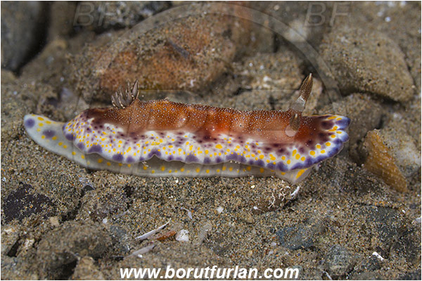 Ambon, Indonesia, Goniobranchus collingwoodi, Goniobranchus, Chromodoridoidea, Collingwood