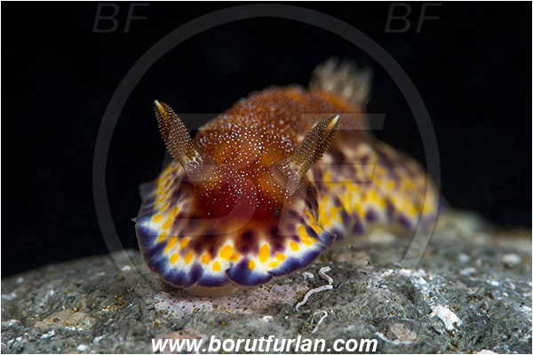 Ambon, Indonesia, Goniobranchus collingwoodi, Goniobranchus, Chromodoridoidea, Collingwood