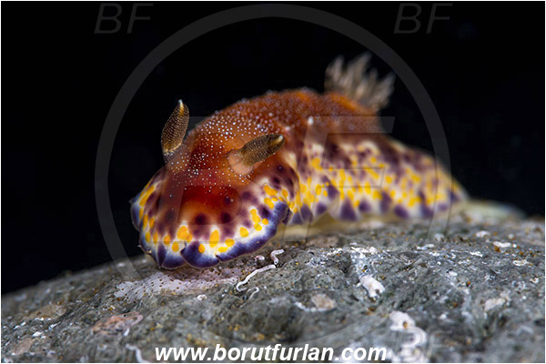 Ambon, Indonesia, Goniobranchus collingwoodi, Goniobranchus, Chromodoridoidea, Collingwood