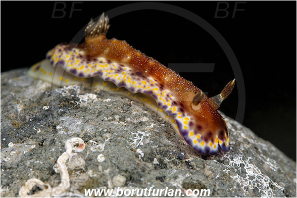 Ambon, Indonesia, Goniobranchus collingwoodi, Goniobranchus, Chromodoridoidea, Collingwood