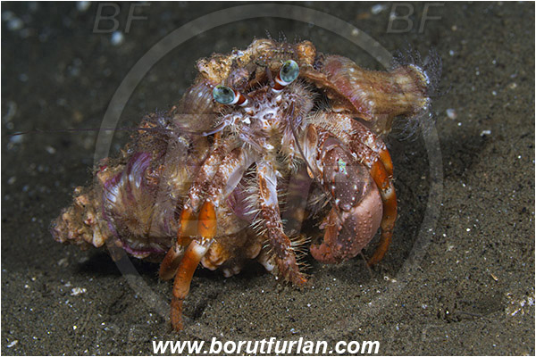Ambon, Indonesia, Dardanus pedunculatus, Dardanus, Diogenidae, Anemone Hermit Crab, Hermit Crab, Decapoda, Crustacea, Crustacean