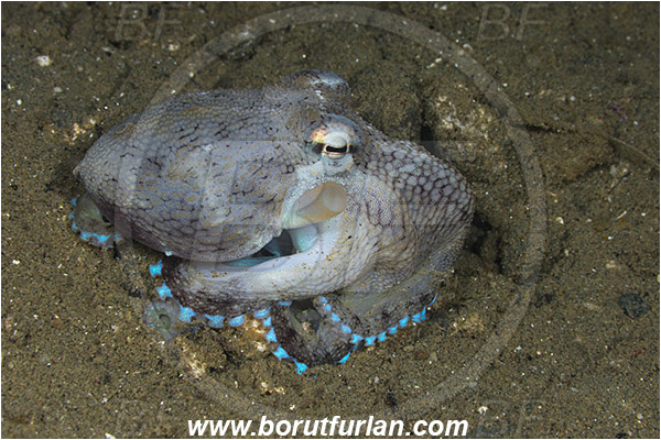Ambon, Indonesia, Octopus sp., Octopus, Octopodidae, Cephalopoda, Mollusca, Mollusc