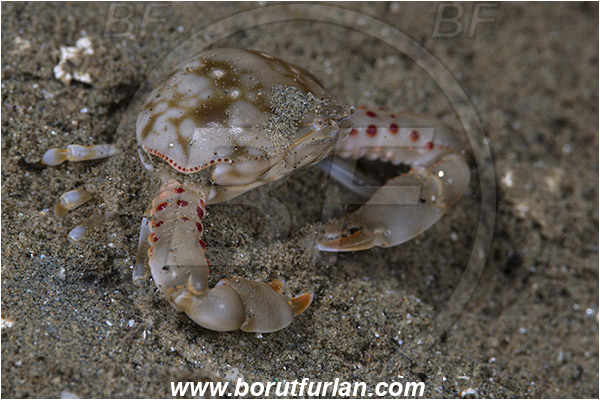 Ambon, Indonesia, Leucosia pubescens, Leucosia, Leucosiidae, Decapoda, Pebble crab, Crab, Crustacea, Crustacean