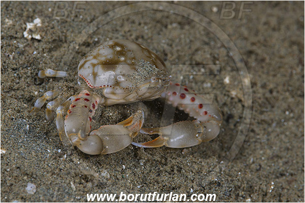 Ambon, Indonesia, Leucosia pubescens, Leucosia, Leucosiidae, Decapoda, Pebble crab, Crab, Crustacea, Crustacean