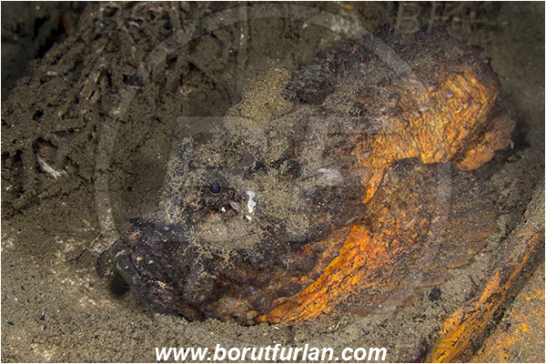 Ambon, Indonesia, Synanceia verrucosa, Synanceia, Synanceiidae, Reef Stonefish, Stonefish, Fish