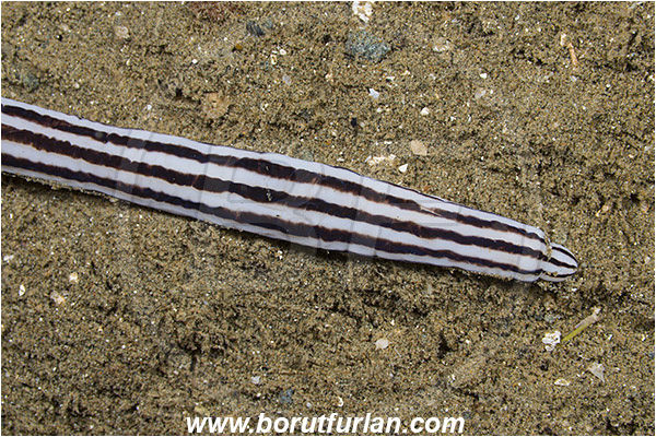 Ambon, Indonesia, Baseodiscus quinquelineatus, Baseodiscus, Valenciniidae, Pilidiophora, Nemertea, Five-lined ribbon worm, Ribbon worm