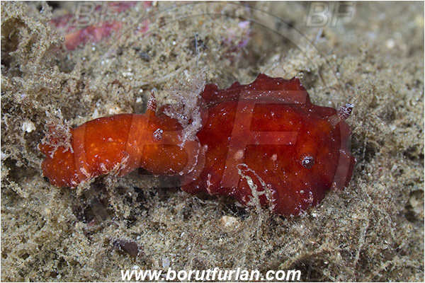 Ambon, Indonesia, Platydoris formosa, Platydoris, Discodorididae, Formosa flat doris, Nudibranch, Sea slug, Gastropoda, Mollusca, Mollusc