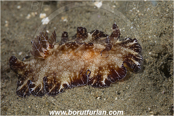 Ambon, Indonesia, Discodoris boholiensis, Discodoris, Discodorididae, Bohol nudibranch, Nudibranch, Sea slug, Gastropoda, Mollusca, Mollusc