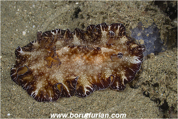 Ambon, Indonesia, Discodoris boholiensis, Discodoris, Discodorididae, Bohol nudibranch, Nudibranch, Sea slug, Gastropoda, Mollusca, Mollusc