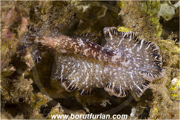 Ambon, Indonesia, Eurylepta sp., Eurylepta, Euryleptidae, Flatworm, Platyhelminthes