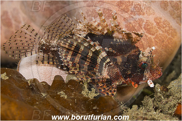 Ambon, Indonesia, Dendrochirus zebra, Dendrochirus, Scorpaenidae, Zebra lionfish, Lionfish, Fish, Scorpionfish