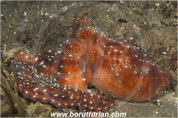Ambon, Indonesia, Callistoctopus sp., Callistoctopus, Octopodidae, Octopus, Cephalopoda, Mollusca, Mollusc