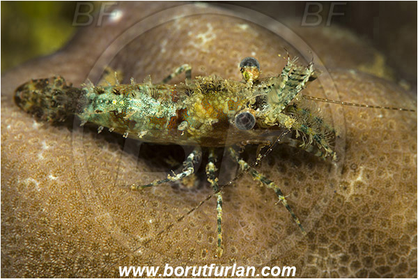 Ambon, Indonesia, Saron marmoratus, Saron, Hippolytidae, Marbled shrimp, Shrimp, Decapoda, Crustacea, Crustacean