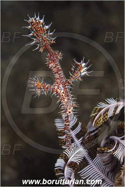 Ambon, Indonesia, Solenostomus paradoxus, Solenostomus, Solenostomidae, Harlequin Ghost Pipefish, Ornate Ghost Pipefish, Fish
