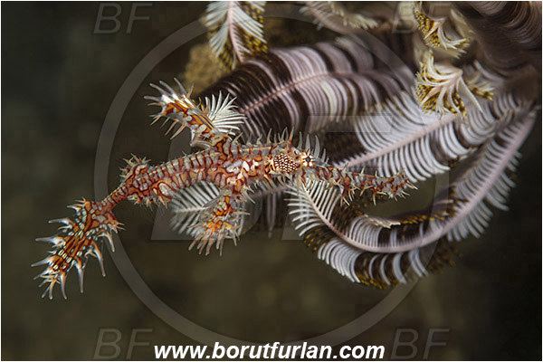 Ambon, Indonesia, Solenostomus paradoxus, Solenostomus, Solenostomidae, Harlequin Ghost Pipefish, Ornate Ghost Pipefish, Fish