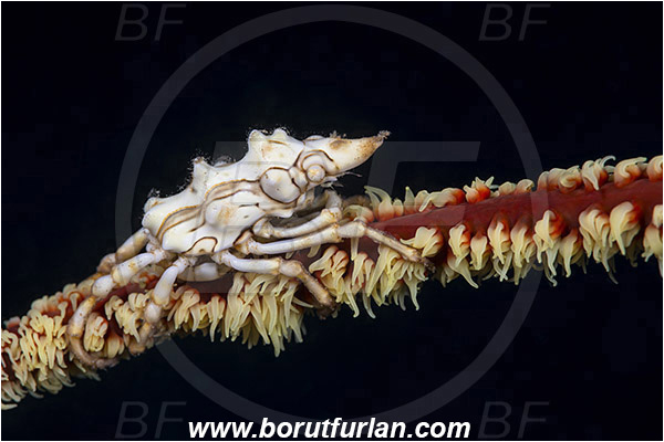 Ambon, Indonesia, Xenocarcinus tuberculatus, Xenocarcinus, Epialtidae, Decapoda, Whip Coral Spider Crab, Crab, Crustacea, Crustacean