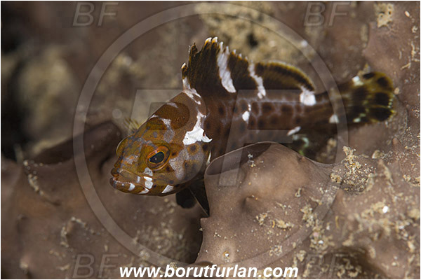 Ambon, Indonesia, Epinephelus longispinis, Epinephelus, Serranidae, Longspine grouper, Grouper, Fish, Juvenile