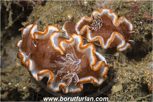 Ambon, Indonesia, Glossodoris rufomarginata, Glossodoris, Chromodorididae, Dorid Nudibranch, Nudibranch, Sea slug, Gastropoda, Mollusca, Mollusc