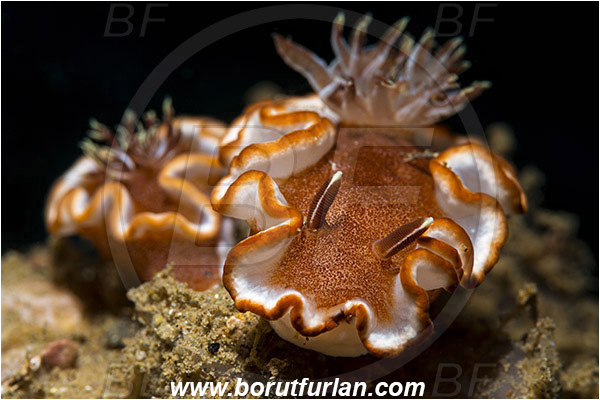 Ambon, Indonesia, Glossodoris rufomarginata, Glossodoris, Chromodorididae, Dorid Nudibranch, Nudibranch, Sea slug, Gastropoda, Mollusca, Mollusc
