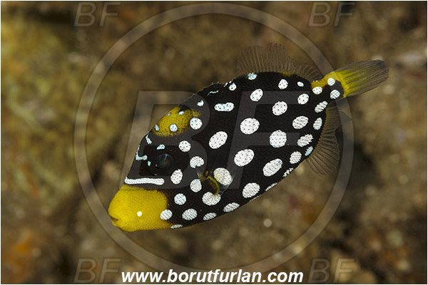 Ambon, Indonesia, Balistoides conspicillum, Balistoides, Balistidae, Clown Triggerfish, Triggerfish, Fish, Juvenile