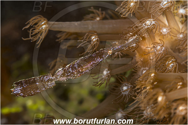 Ambon, Indonesia, Solenostomus cyanopterus, Solenostomus, Solenostomidae, Robust Ghost Pipefish, Fish