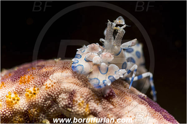 Ambon, Indonesia, Hymenocera picta, Hymenocera, Palaemonidae, Harlequin Shrimp, Shrimp, Decapoda, Crustacea, Crustacean