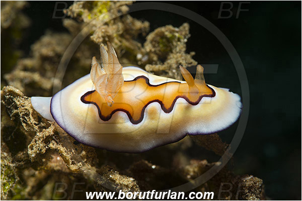 Ambon, Indonesia, Goniobranchus coi, Goniobranchus, Chromodorididae, Coi