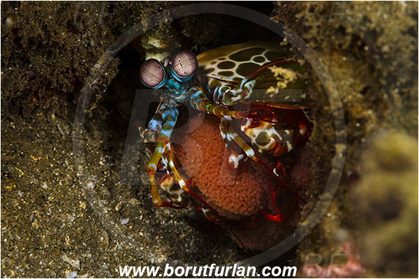 Ambon, Indonesia, Odontodactylus scyllarus, Odontodactylus, Odontodactylidae, Crustacea, Crustacean, Stomatopoda, Stomatopod, Mantis Shrimp, Eggs, Portrait