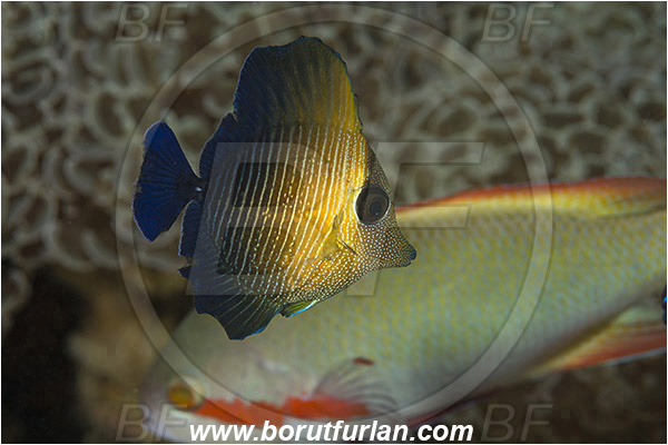 Ambon, Indonesia, Zebrasoma sp., Zebrasoma, Acanthuridae, Tang, Surgeonfish, Fish, Juvenile