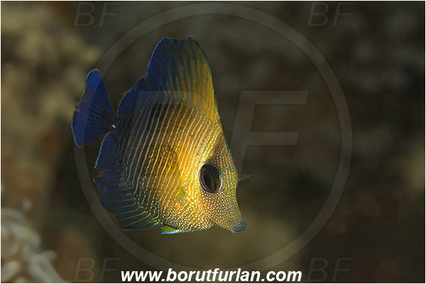 Ambon, Indonesia, Zebrasoma sp., Zebrasoma, Acanthuridae, Tang, Surgeonfish, Fish, Juvenile